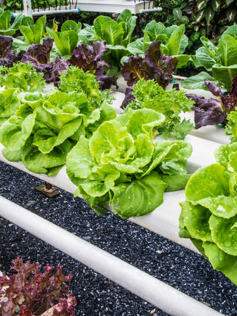 Organic hydrophonic vegetable in backyard.の写真素材