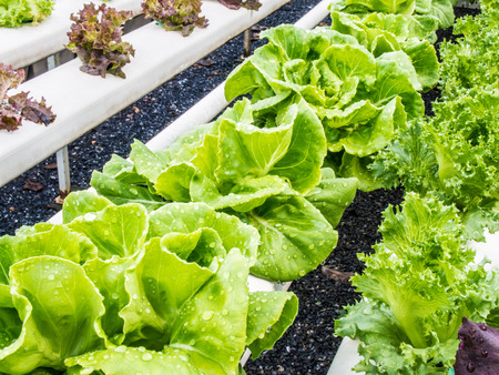 Organic hydrophonic vegetable in backyard.の写真素材