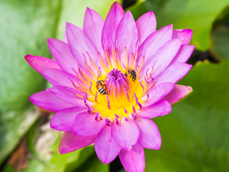 Photo lotus blossom beautiful colorsの写真素材