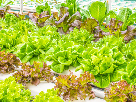 Organic hydrophonic vegetables in backyard.の写真素材