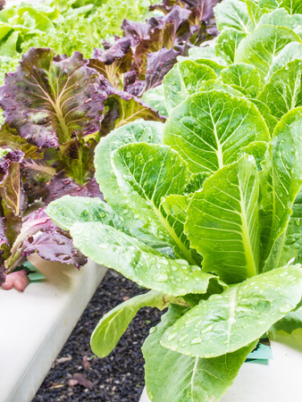 Organic hydrophonic vegetables in backyard.の写真素材