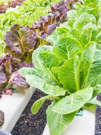 Organic hydrophonic vegetables in backyard.の写真素材