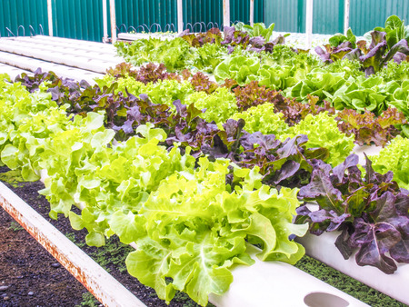 Organic hydrophonic vegetables in backyard.の写真素材