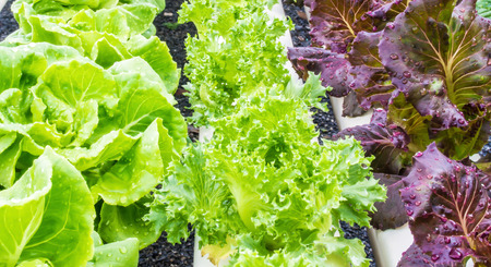 Organic hydrophonic vegetables in backyard.の写真素材
