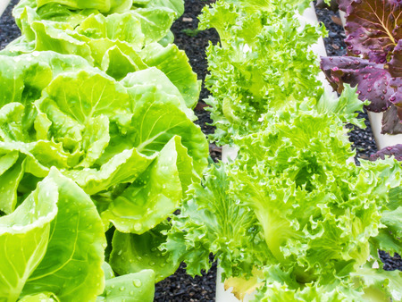 Organic hydrophonic vegetables in backyard.の写真素材