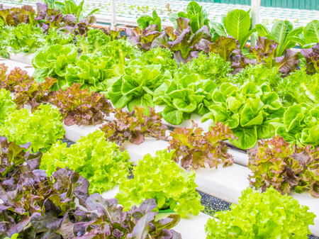 Organic hydrophonic vegetables in backyard.の写真素材