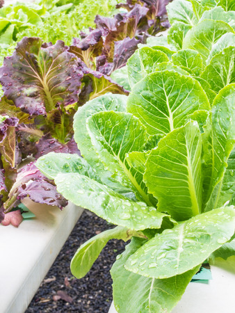 Organic hydrophonic vegetables in backyard.の写真素材