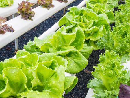 Organic hydrophonic vegetables in backyard.の写真素材