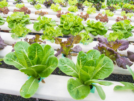 Organic hydrophonic vegetables in backyard.の写真素材