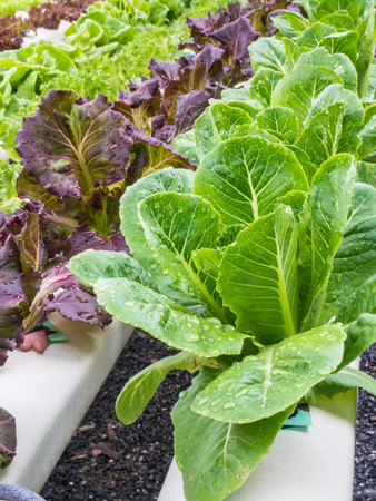 Organic hydrophonic vegetables in backyard.の写真素材
