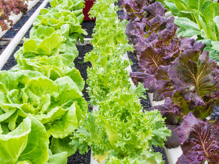Organic hydrophonic vegetables in backyard.の写真素材