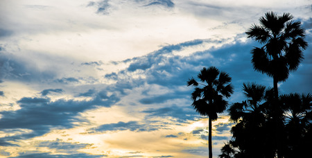 sugar palm with sunrise and cloud Silhouette effect tone colorの写真素材