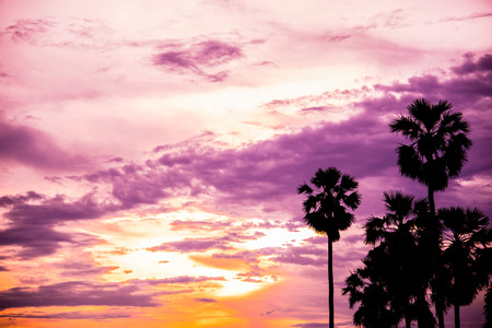 sugar palm with sunrise and cloud Silhouette and effect toneの写真素材