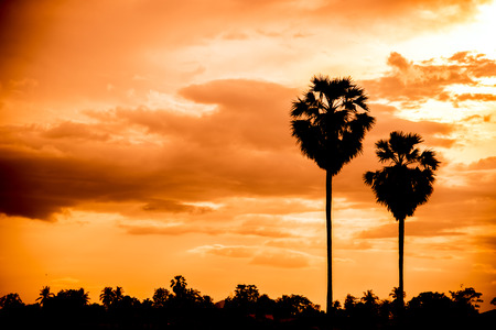sugar palm with sunrise and cloud Silhouette vintage toneの写真素材