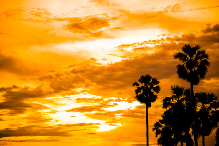 sugar palm with sunrise and cloud Silhouette and effect toneの写真素材