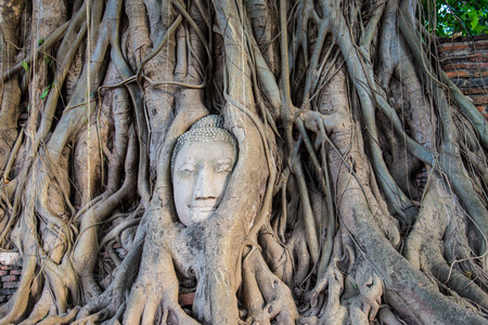 The highlight Buddha's head in tree at Thailand for tourismの写真素材