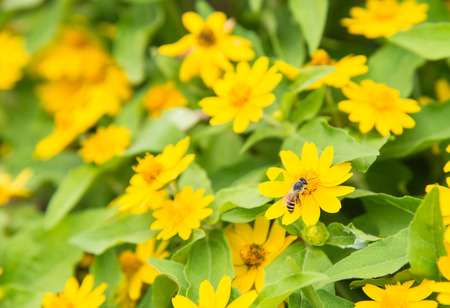 Flower blowing in the wind motion blur. Floral art design in retro style,の写真素材