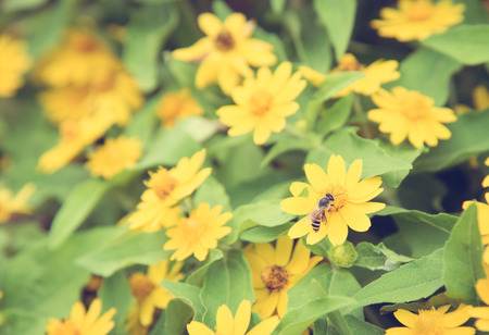 Flower blowing in the wind motion blur. Floral art design in retro style. Floral art design in retro style,の写真素材