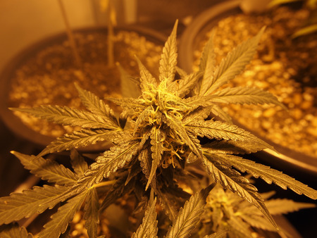 Marijuana's flower plant  indoor by Hight Presssure Sodium Lightの写真素材