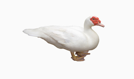 Closeup duck white on isolateの写真素材