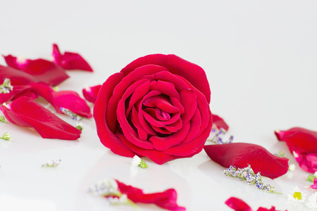 Red rose with white backgroundの写真素材