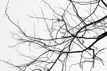 Abstract symbol idea. The sadness of the tree,Natural  silhouette of a leafless branch.の写真素材