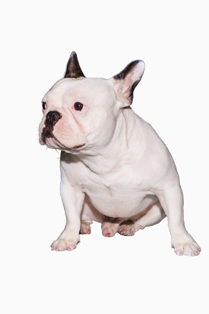 French bulldog looks smart with isolate,clipping pathの写真素材