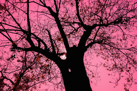 Details of tree branches and leaves. In the quaint, Dye pink skyの写真素材