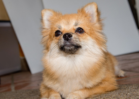 pomeranian dog cute pets happy in homeの写真素材