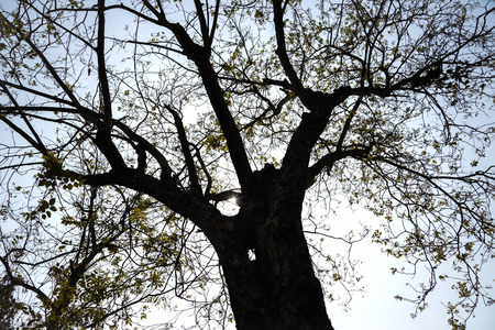 Details of tree branches and leaves. In the quaint