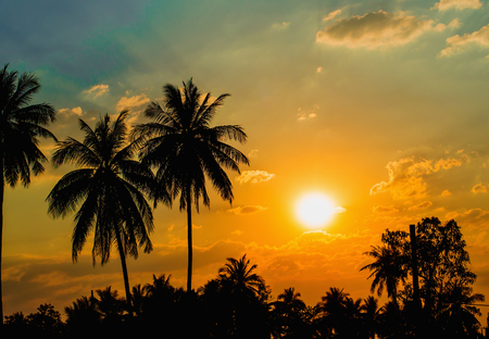 Silhouetted of coconut tree during sunsetの写真素材