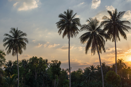 Silhouetted of coconut tree during sunsetの写真素材
