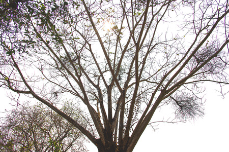 Details of tree branches and leaves. In the view quaint with white background