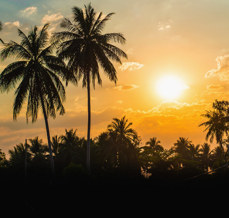 Silhouetted of coconut tree during sunset ,copy spaceの写真素材