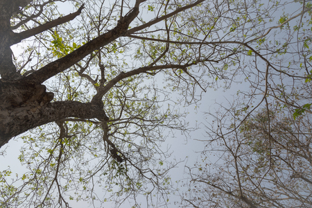 Details of tree branches and leaves. In the quaintの写真素材