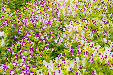 Wishbone flower (Torenia fournieri) in garden for backgroundの写真素材