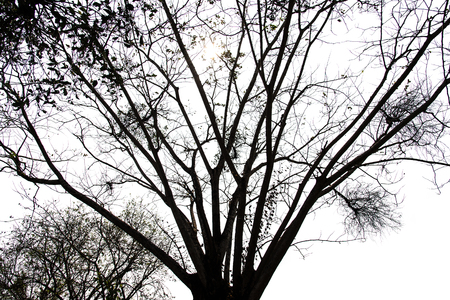 Details of tree branches and leaves. In the quaintの写真素材