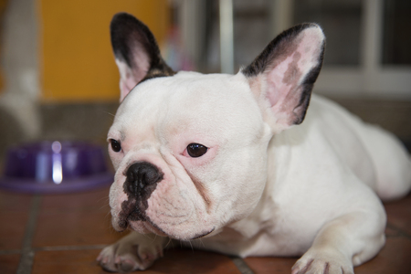 Front side French bulldog looks sad at homeの写真素材