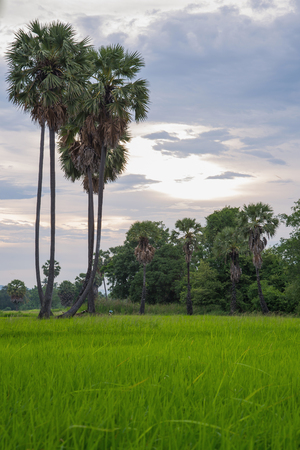 Palm tree and cornfield with sunrise and clouds, Natural backgroundの写真素材