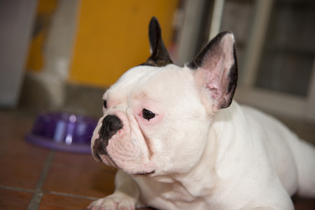 Front side French bulldog looks smart at homeの写真素材