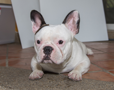 Front side French bulldog looks smart at homeの写真素材