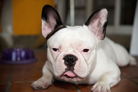 Front side French bulldog looks cheekyの写真素材