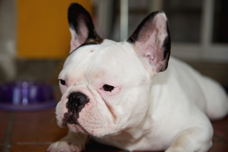 Front side French bulldog looks smart at homeの写真素材