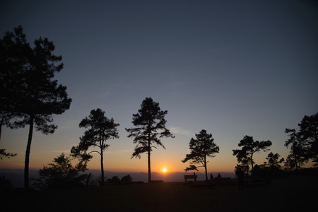sunrise in a pine tree forestの写真素材