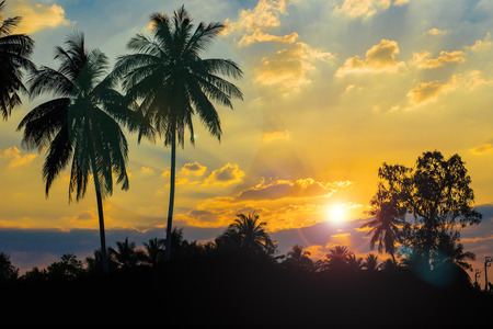 Silhouetted of coconut tree during sunset effect lens flareの写真素材