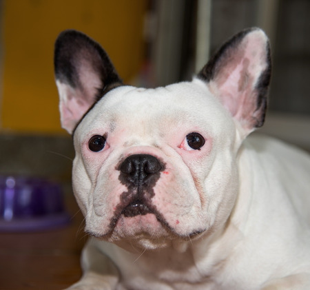 Front side French bulldog looks smart at homeの写真素材