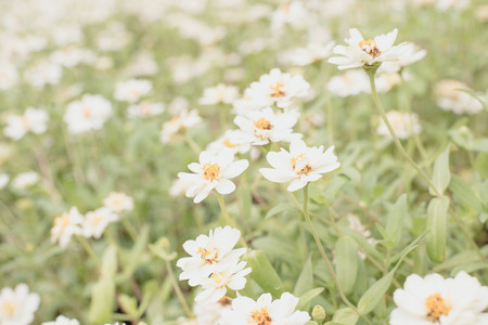 White flower field select focus background blurの写真素材