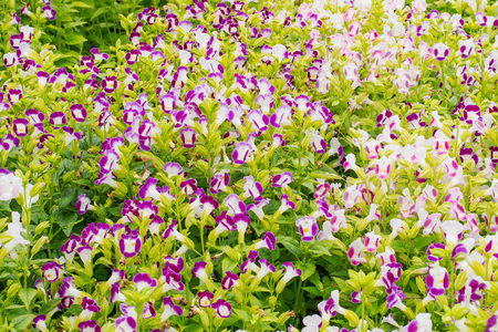 Wishbone flower (Torenia fournieri) in garden for backgroundの写真素材