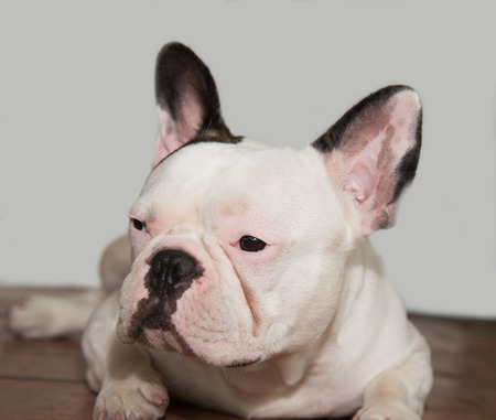 Front side French bulldog looks smart at homeの写真素材