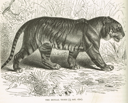 The Bengal Tiger in the Indian Jungle  A sketch rendering of a wild animal, huge cat predator for scientific documentation  Large paws, stripes and jaw are featured in this sketch のeditorial素材